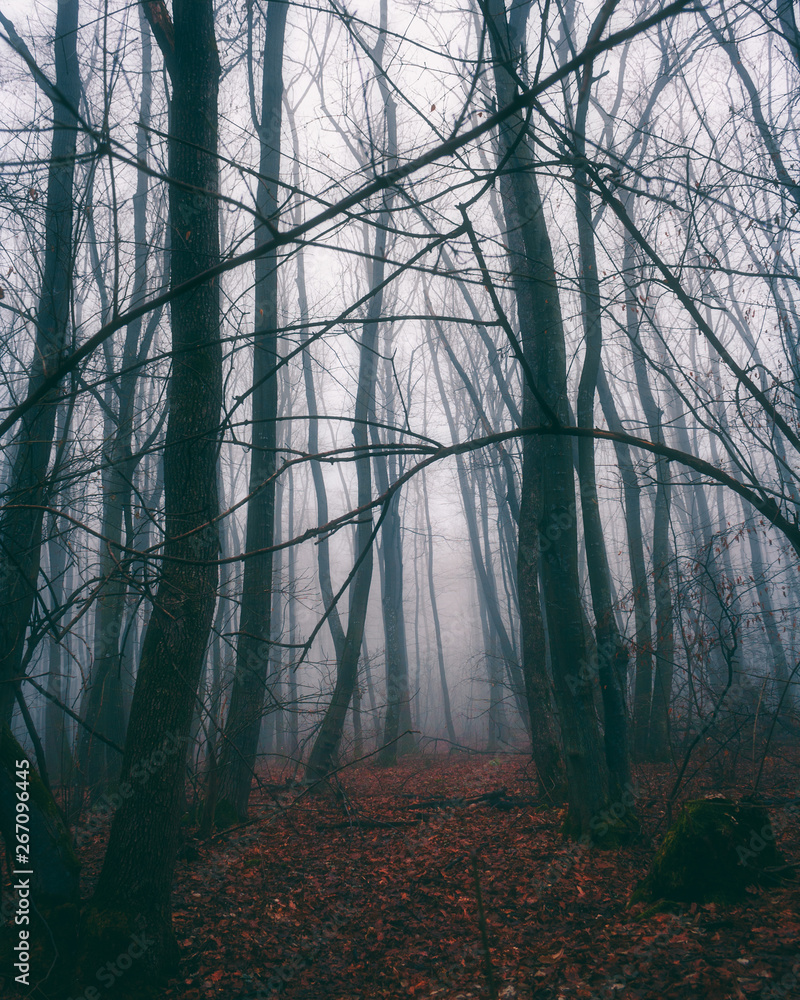 Obraz premium forest in fog