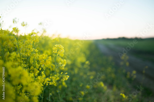 yellow flowers in a rapeseed field during flowering