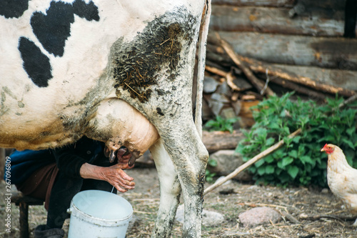 Animal farm, a woman milking a cow in a village