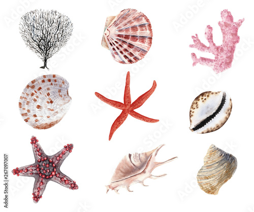 hand drawn beautiful colorful watercolor set of seashells, starfish and clams isolated on white background
