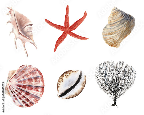 hand drawn beautiful colorful watercolor set of seashells, starfish and clams isolated on white background