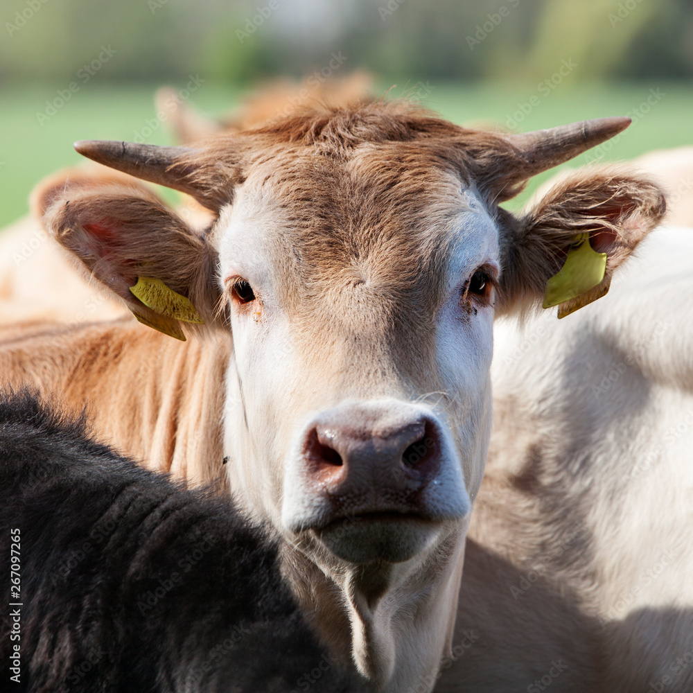 head of blonde d'aquitaine calf that looks at camera head of blonde d'aquitaine calf that looks at camera