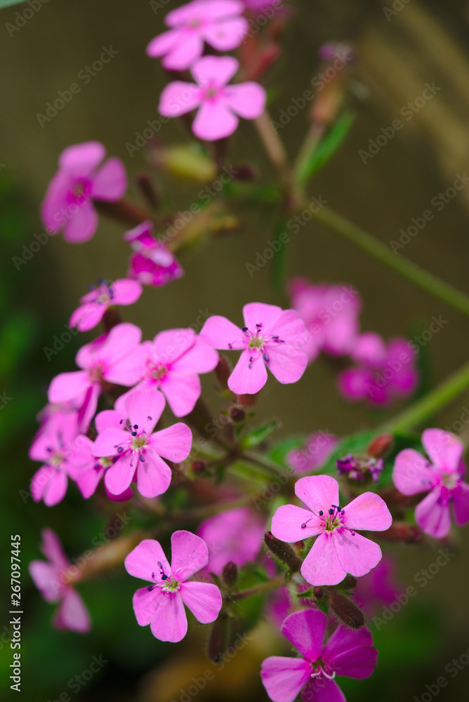 fleurs de saponaires rose dites à feuilles de Basilic (Caryophyllaceae). Herbe à savon fleurs de saponaires rose dites à feuilles de Basilic (Caryophyllaceae). Herbe à savon