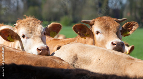 heads of blonde d'aquitaine calves that look at camera photo
