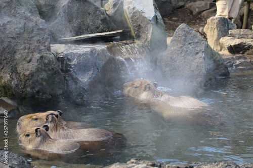 カピバラの温泉