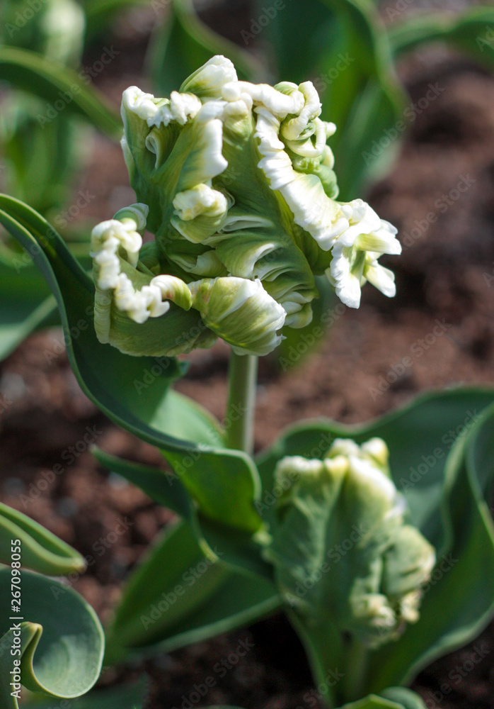 beautiful flowers in nature in the botanical garden beautiful flowers in nature in the botanical garden