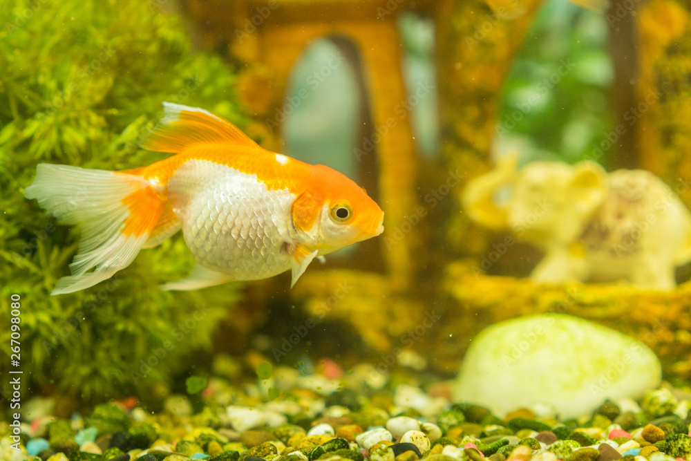 Goldfish in freshwater aquarium with green beautiful planted tropical. fish in freshwater aquarium with green beautiful planted tropical Goldfish in freshwater aquarium with green beautiful planted tropical. fish in freshwater aquarium with green beautiful planted tropical
