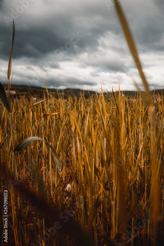Into the fields