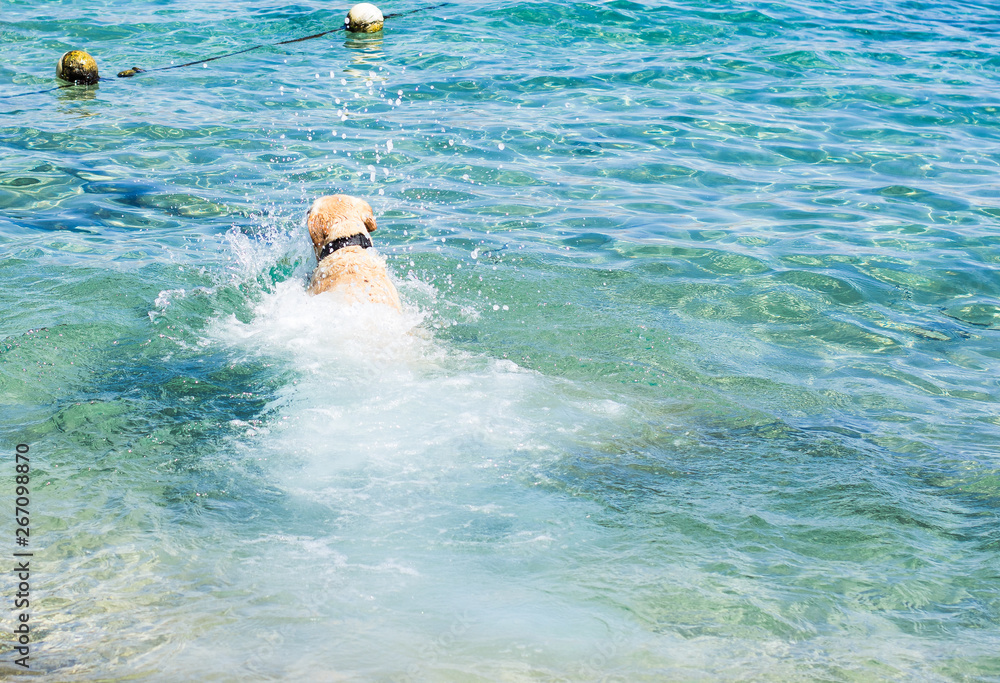 domestic dog Labrador swimming straight back to camera in vivid blue sea water environment 