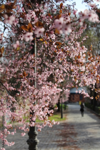 Cherry blossom Sakura. Parque del Retiro, Madrid, Spain. 