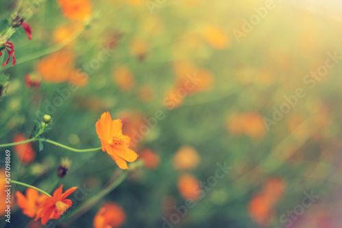 Blooming sulfur cosmos flowers field © cocorattanakorn
