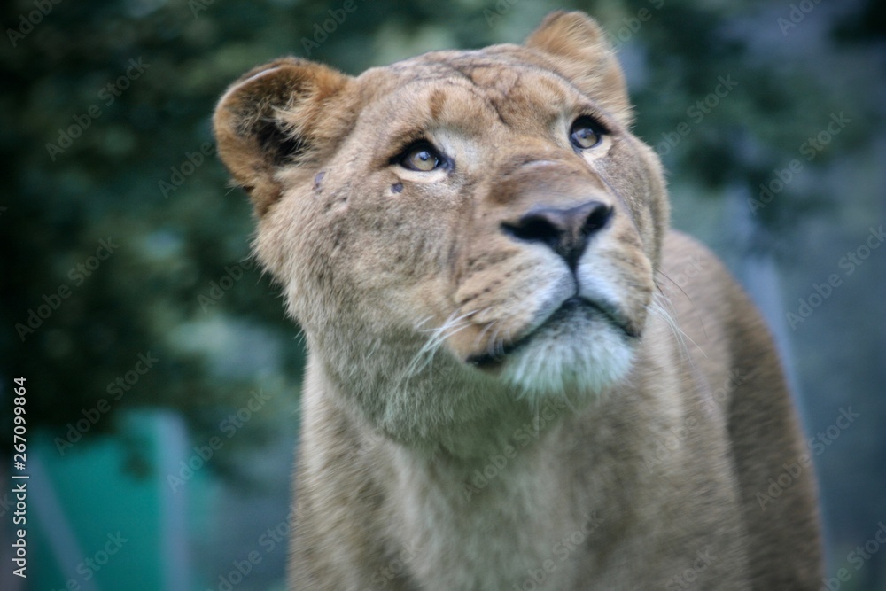 Fototapeta premium Lion