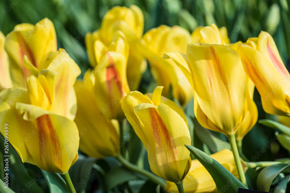 spring flowers in a Dutch garden spring flowers in a Dutch garden