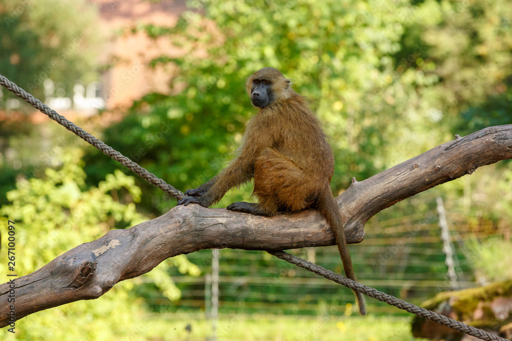 Obraz premium Paviane sitz auf einem Ast