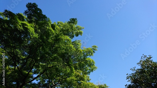 a tree with green leaves