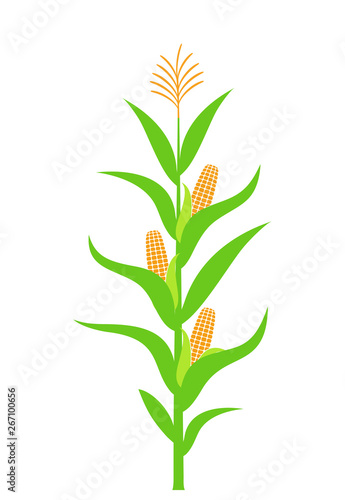 Corn stalk. Isolated corn on white background