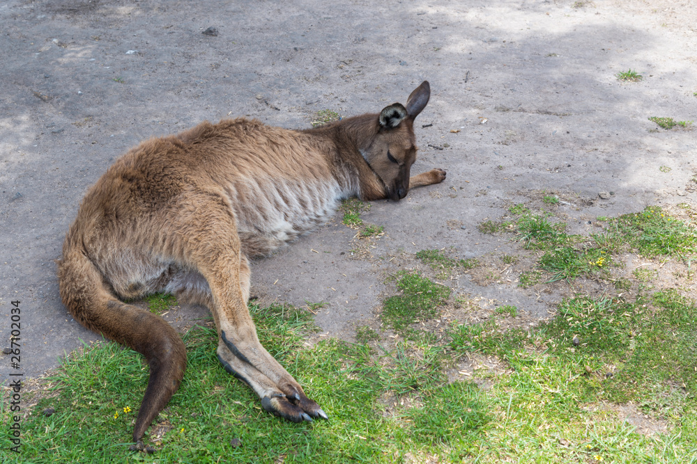 Kangaroo in nature Kangaroo in nature