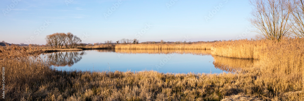 Gewässer mit spiegelndem Baum und trockenem Schilf, Rieselfeldern, Münster, Münsterland, Nordrhein-Westfalen, Deutschland, Europa Gewässer mit spiegelndem Baum und trockenem Schilf, Rieselfeldern, Münster, Münsterland, Nordrhein-Westfalen, Deutschland, Europa