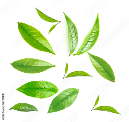 Green tea leaf collection isolated on white background