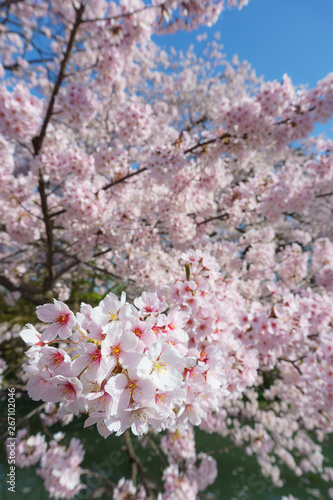 hirosaki park cherry blossoms in japan 弘前公園の桜 青森県弘前市