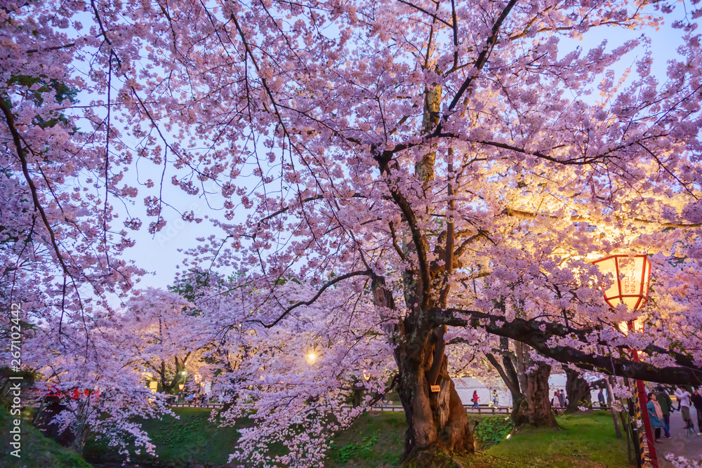 hirosaki park cherry blossoms in japan 弘前公園の桜 青森県弘前市
