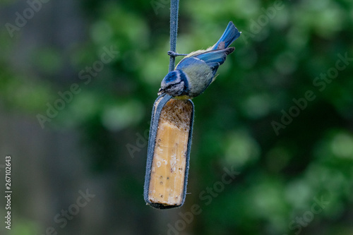 Bluetit (Cyanistes caeruleus) bird taking suet from garden feeder