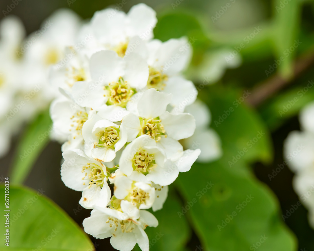 Beautiful, fragrant, white flowers of the bird chert (Prunus padus, hackberry, hagberry, or Mayday tree), with a blurred background of greens, on a spring day. Macro.