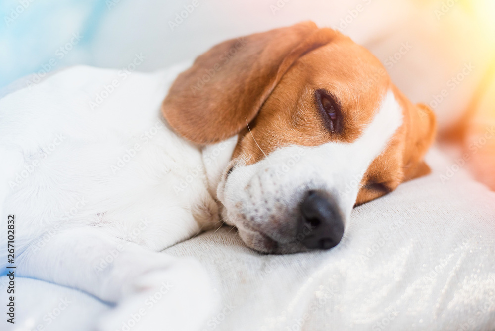 Beagle dog close up on a carpet falling asleep. Edited photo with light leaks