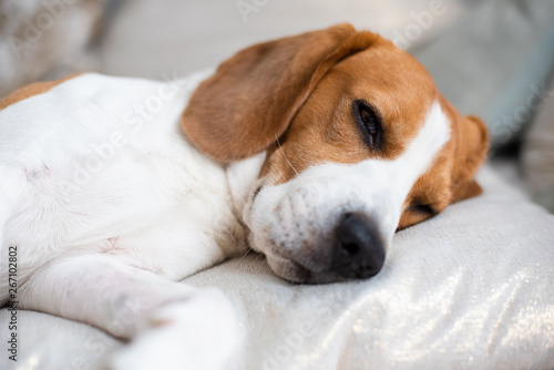 Beagle dog close up on a carpet falling asleep. Original photo