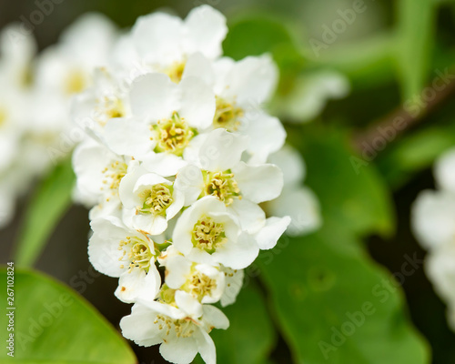 Beautiful, fragrant, white flowers of the bird chert (Prunus padus, hackberry, hagberry, or Mayday tree), with a blurred background of greens, on a spring day. Macro.