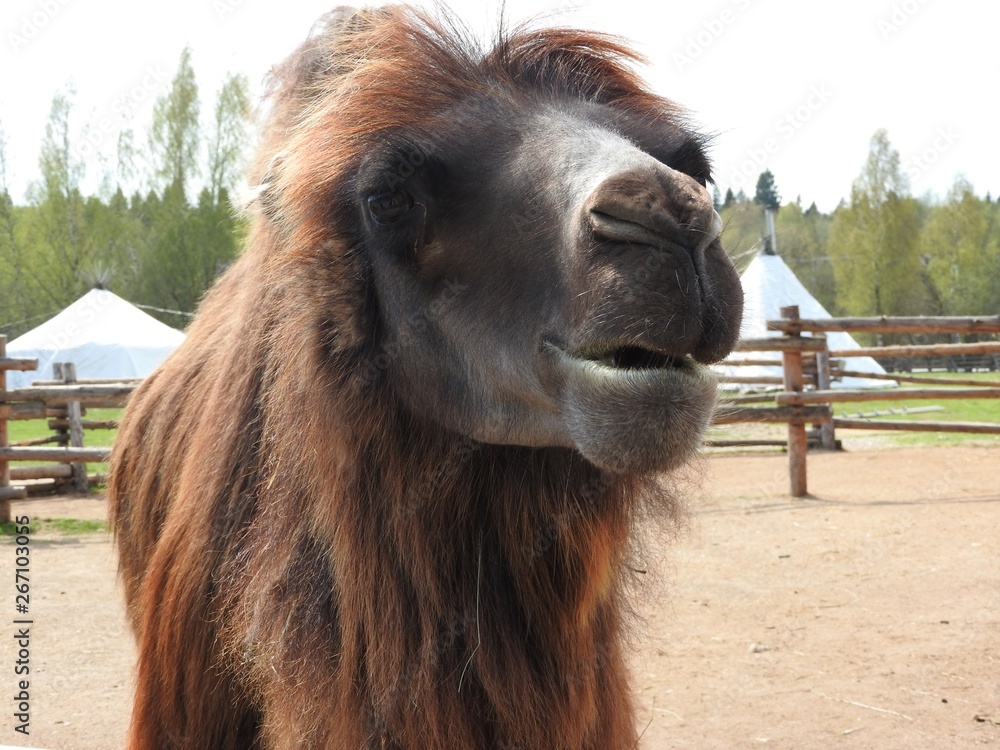 Obraz premium Camel on a farm in the nomad ethnic Park of the Moscow region, a clear day.
