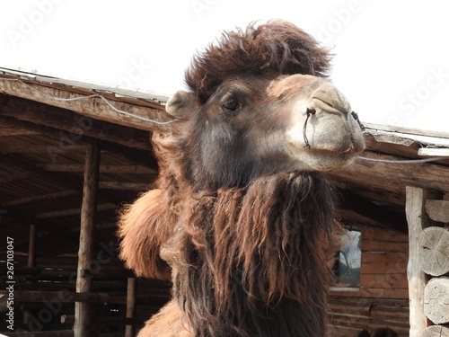 Camel on a farm in the nomad ethnic Park of the Moscow region, a clear day. photo