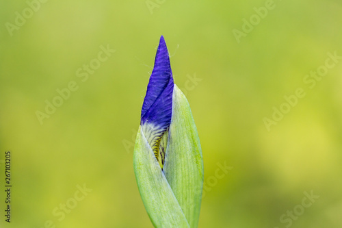 Closeup view of Purple Iris Bud on green color bokeh background photo