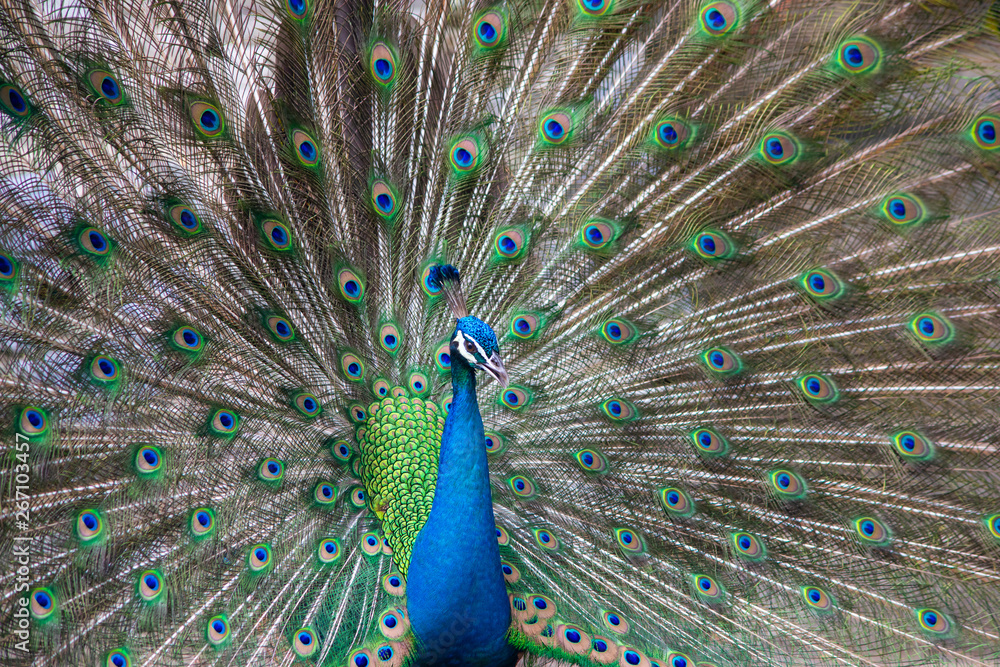 Obraz premium Selective focus A Male Peacock displaying for a female during mating season,Green peafowl,Pavo muticus