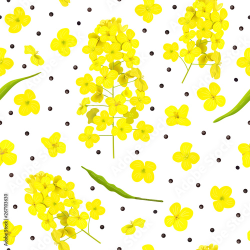 Blossoming Rapeseed, flowers, seeds, leaf seamless pattern isolated. Canola or colza. Brassica napus. Yellow blooming rape.