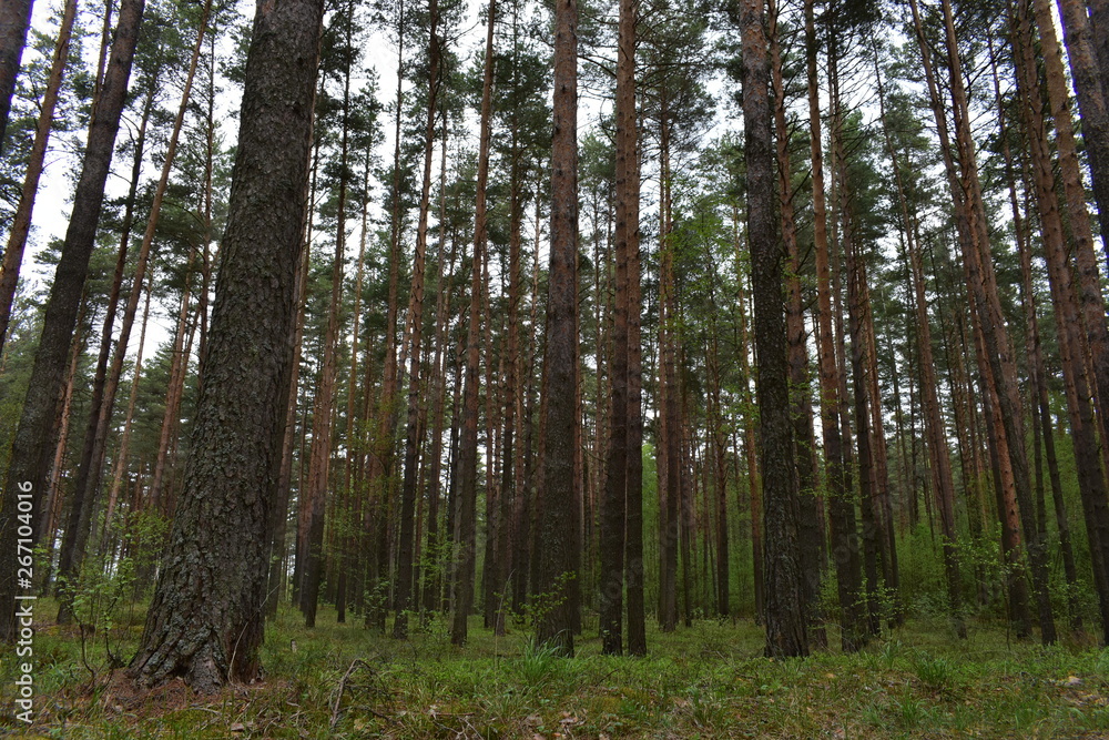 Fototapeta premium сосновый бор
