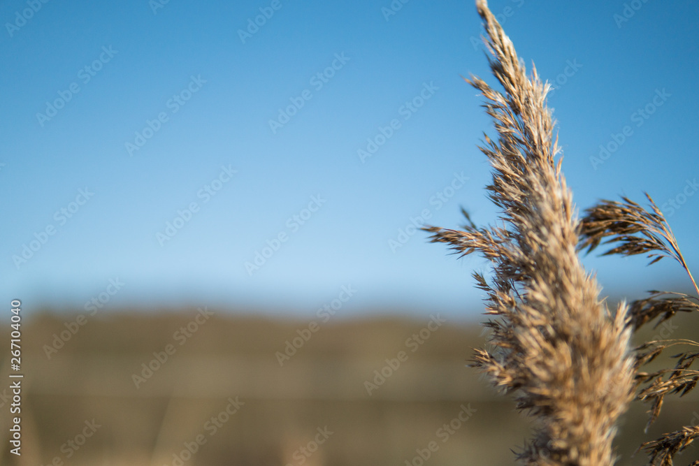 Spring time, reeds with blurry blue sky in the background Spring time, reeds with blurry blue sky in the background