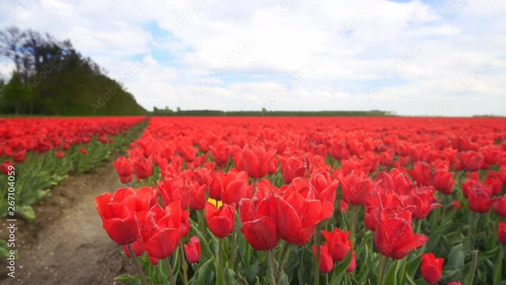 Red tulips growing in a field during springtime in Holland with clouds moving over the field and forest in the background. Red tulips growing in a field during springtime in Holland with clouds moving over the field and forest in the background.
