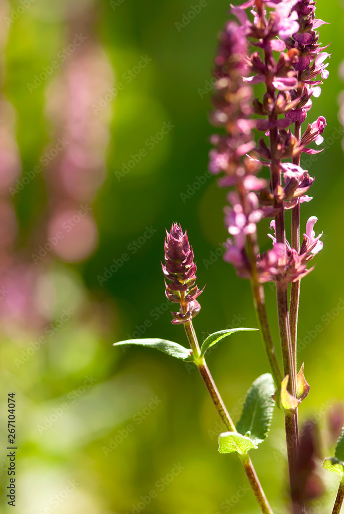 Pink Salvia Buds Pink Salvia Buds