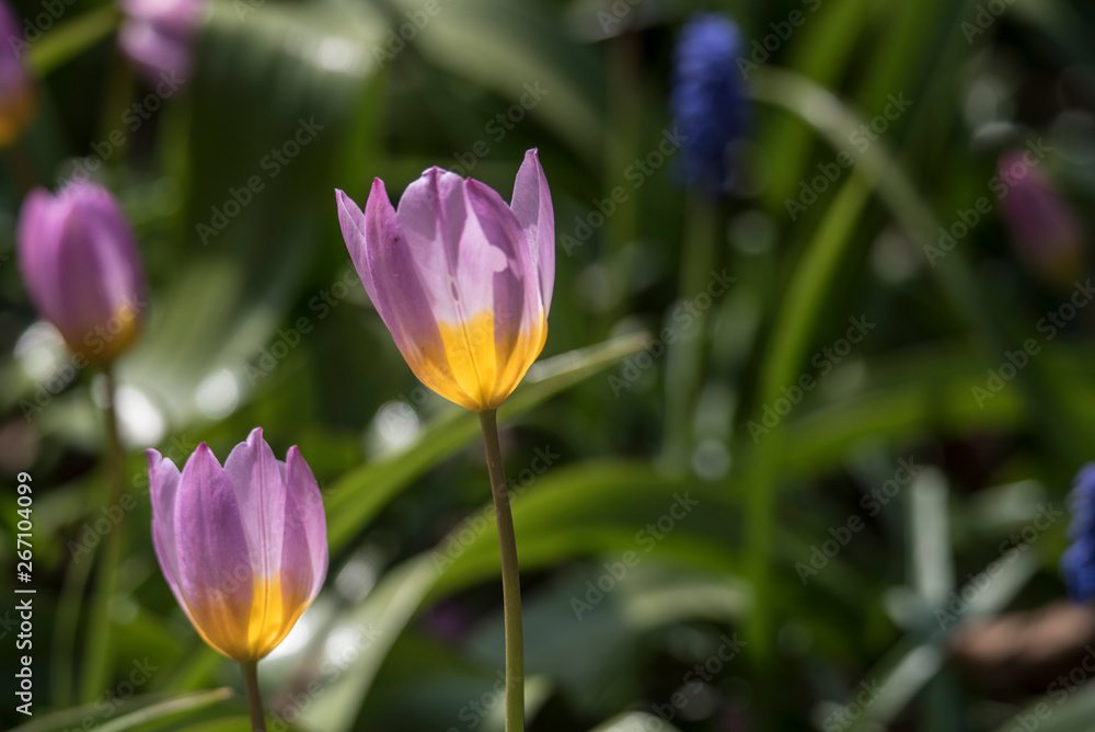 Obraz premium spring flowers in a Dutch garden