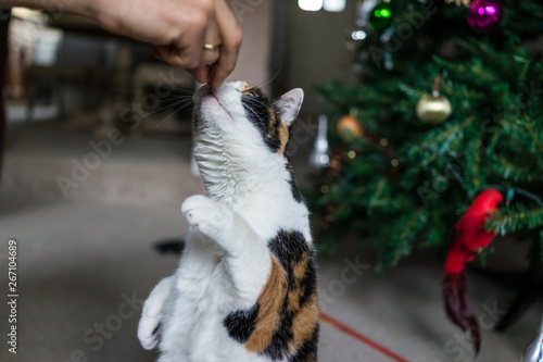 Fototapeta Naklejka Na Ścianę i Meble -  Calico cat standing up on hind legs for treat from human hand training trick