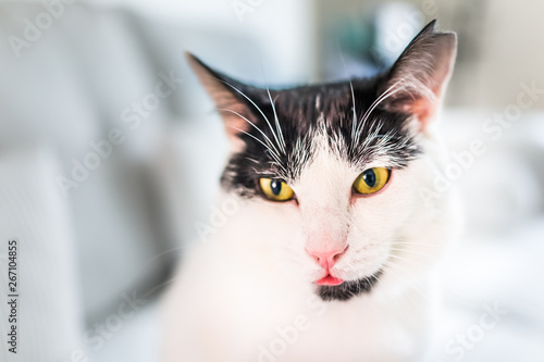 Fototapeta Naklejka Na Ścianę i Meble -  Macro closeup portrait of black and white cat with orange eyes face with tongue out
