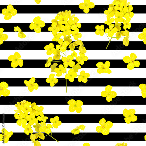 Blossoming Rapeseed flowers seamless vector pattern on striped black and white background. Summer print. For textile.