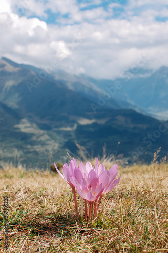 Summer landscape with mountain flowers in Svaneti. Georgia. Sunny weather. Flowering hillside.