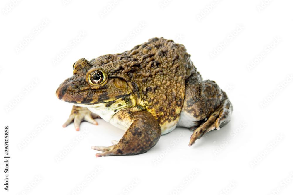 Chinese edible frog, East Asian bullfrog, Taiwanese frog (Hoplobatrachus rugulosus) with breeding husbandry is economic animals in agriculture of Thailand. isolated on white background. Chinese edible frog, East Asian bullfrog, Taiwanese frog (Hoplobatrachus rugulosus) with breeding husbandry is economic animals in agriculture of Thailand. isolated on white background.
