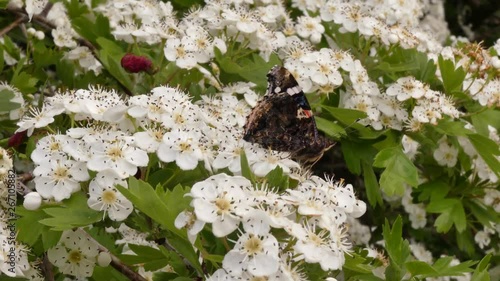 Crataegus or Common hawthorn (Crataegus laevigata) from the Rosaceae family. In the wild, it is found in North America and in Europe. This is an ornamental and medicinal plant.