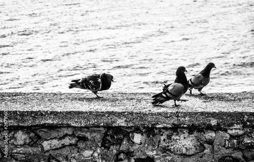 pigeons on a fence