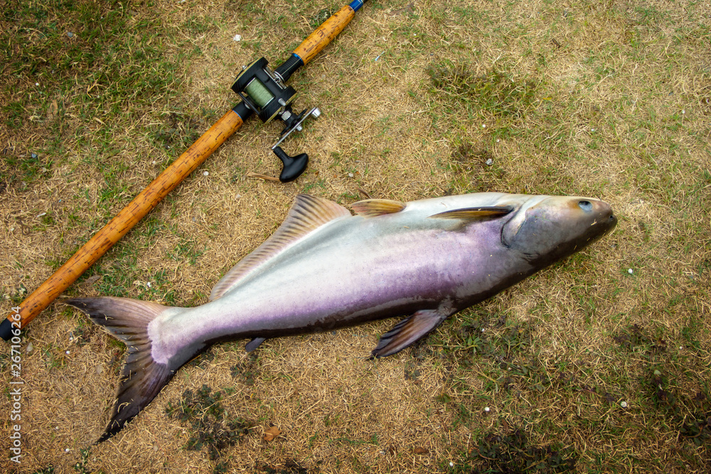 Fishing activities. rod with baitcasting reel with fishing works large  freshwater fish of Thailand named Iridescent shark, Striped catfish, Sutchi  catfish on the grass natural background. Photos