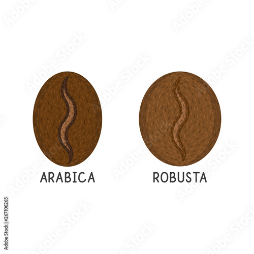 Coffee grains, robusta and arabica vector flat icon on white background