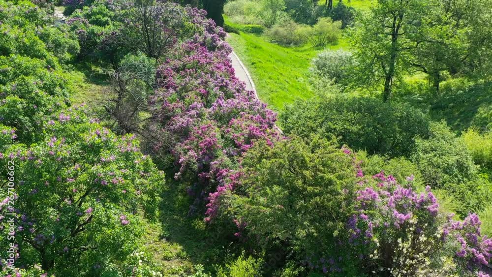 Kiev Ukraine. Spring blooming lilac in Hryshko National Botanical Garden. view to Vydubychi Monastery and river Dnipro. Aerial Video footage Kiev Ukraine. Spring blooming lilac in Hryshko National Botanical Garden. view to Vydubychi Monastery and river Dnipro. Aerial Video footage